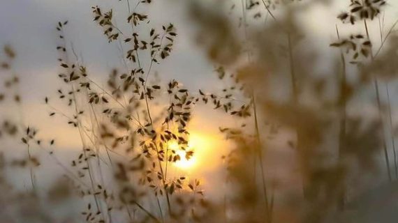 ORNAMEN New desain Ulemanti #1